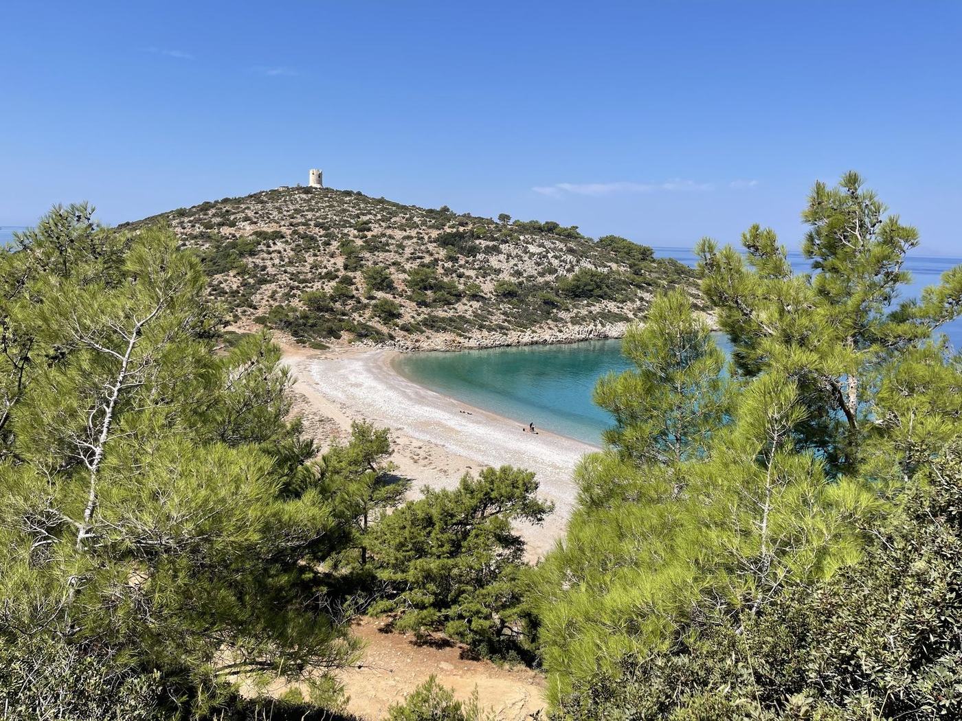 Beach seen through pines with a hill beyond