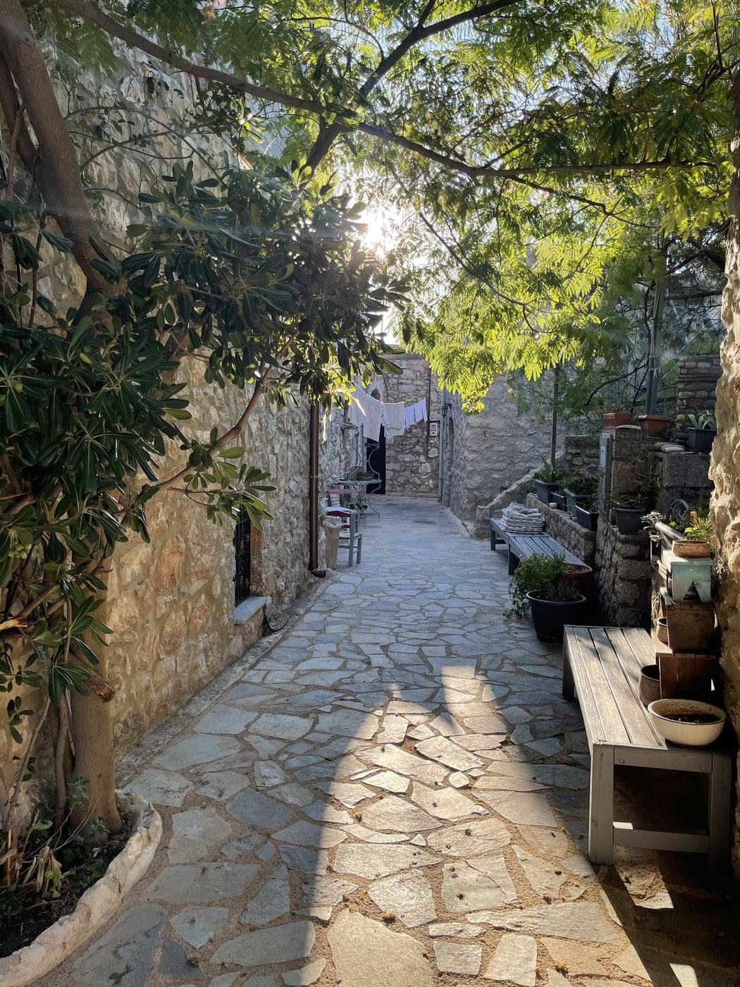 Stone lane with plants and steps