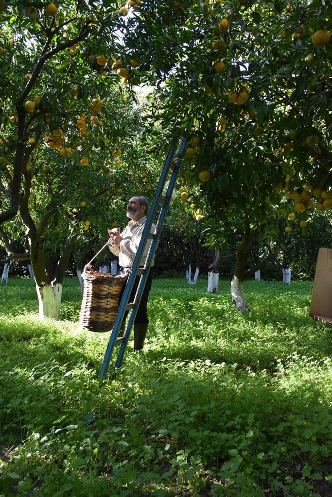 Picking tangerines in a Kampos orchard