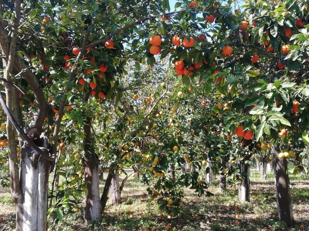 Oranges on the tree